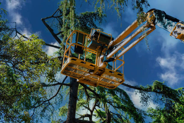 How Our Tree Care Process Works  in  Indian Shores, FL